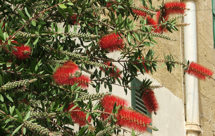 Printemps à Malte